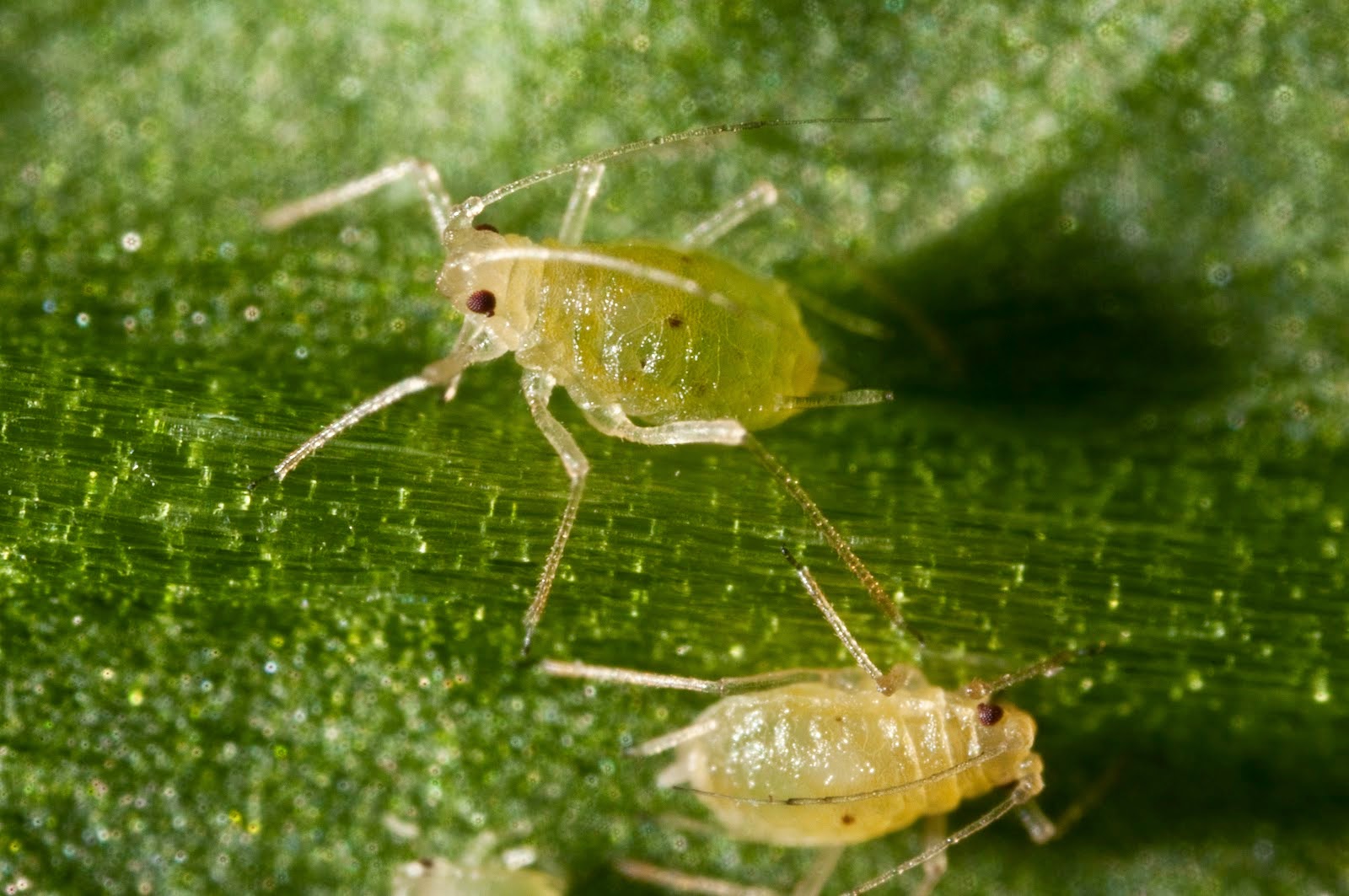 INSEKTISIDA